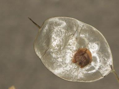 A honesty seed on the beautiful luminous shape, waiting to drop to provide new life.